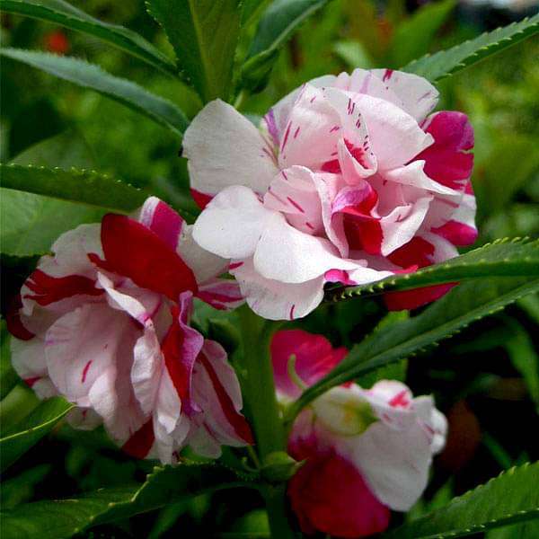 december flower seeds Buy Set of 10 Flowering Seeds to Sow in December, January in South India online from Nurserylive at lowest price