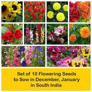 set of 10 flowering seeds to sow in december 