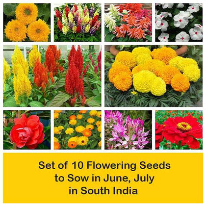 which flower seeds to sow in july Buy Set of 10 Flowering Seeds to Sow in June, July in South India online  from Nurserylive at lowest price