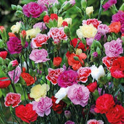 set of 10 flowering seeds to sow in october 