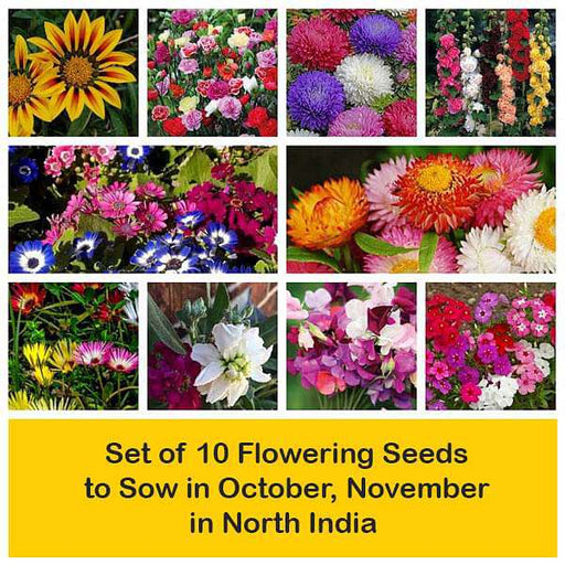 set of 10 flowering seeds to sow in october 