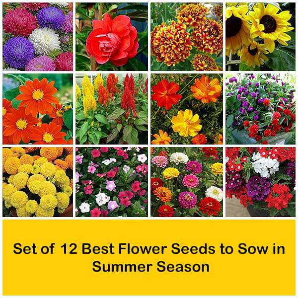 seasonal flower seeds Buy Set of 12 Best Flower Seeds to Sow in Summer Season online from Nurserylive at lowest price