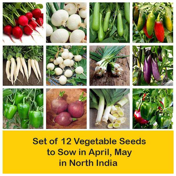 set of 12 vegetable seeds to sow in april 