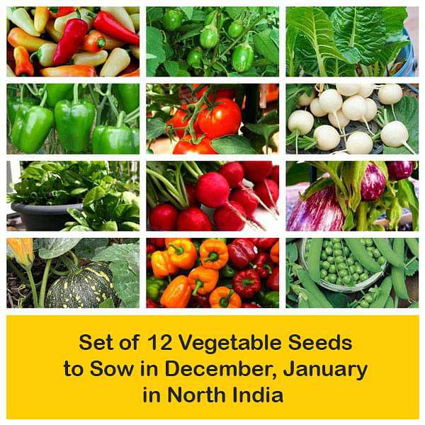set of 12 vegetable seeds to sow in december 