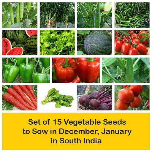 set of 15 vegetable seeds to sow in december 