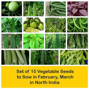set of 15 vegetable seeds to sow in february 