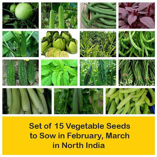 set of 15 vegetable seeds to sow in february 