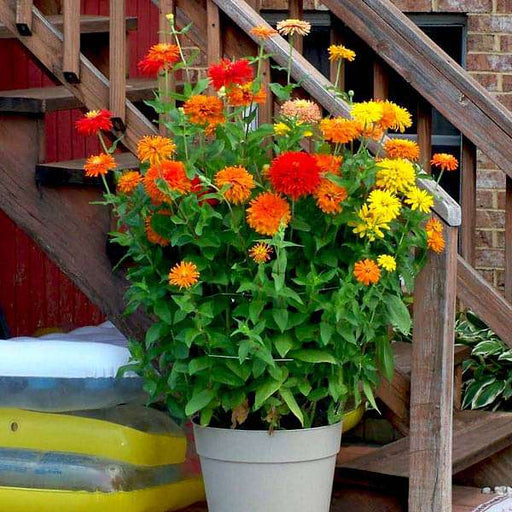 best seeds to plant at home Buy Set of 25 Best Seeds for Easy Home Gardening online from Nurserylive at lowest price