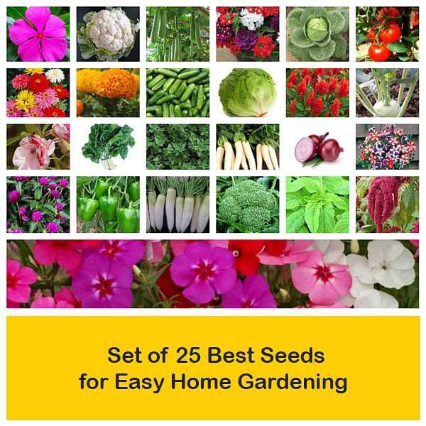 set of 25 best seeds for easy home gardening 