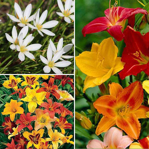 charming summer sowing flower bulbs - 30 bulbs pack