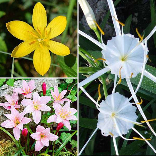 lovely lilies - 30 bulbs pack
