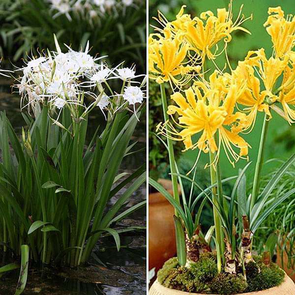 yellow spider lily bulbs Buy Pleasant Spider Lily