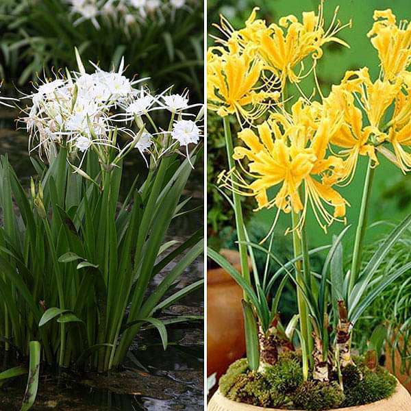 pleasant spider lily - 20 bulbs pack