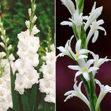 Refreshing Rainy Sowing Flower Bulbs - 30 Bulbs Pack