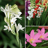 Year Round Bulbs ( 30 Bulbs Pack)