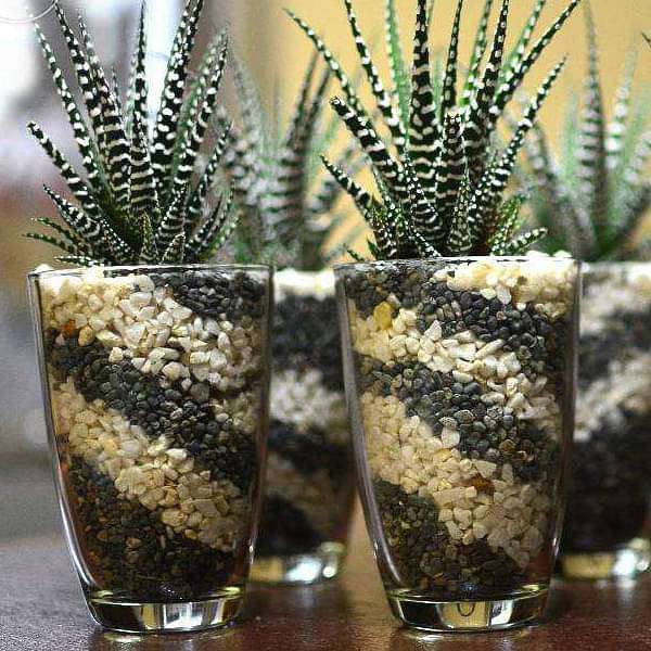 succulent pebbles Buy Pebbles Art for Succulents in Glass Terrarium online from Nurserylive  at lowest price