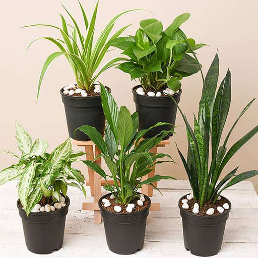 Indoor Plants - Plants, Trees & Flowers - Homedepot.ca