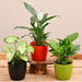 air purifying indoor plants for office desk 