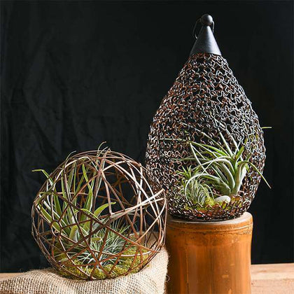 air plants arrangement Buy Attractive Arrangement of Air Plants online from Nurserylive at lowest  price