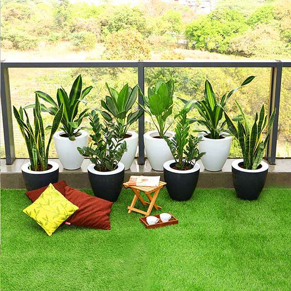 house plants for balcony Buy Beautiful Foliage Plants to Decorate Balcony Garden online from Nurserylive at lowest price