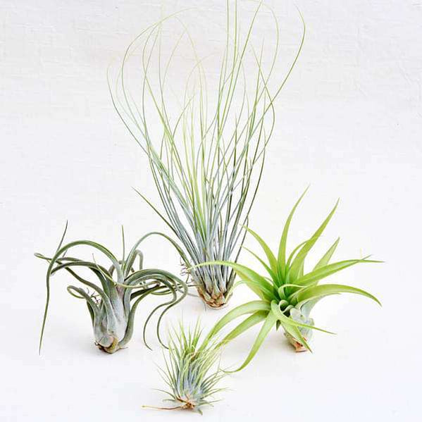 Buy Air Plants online from Nurserylive at lowest price.
