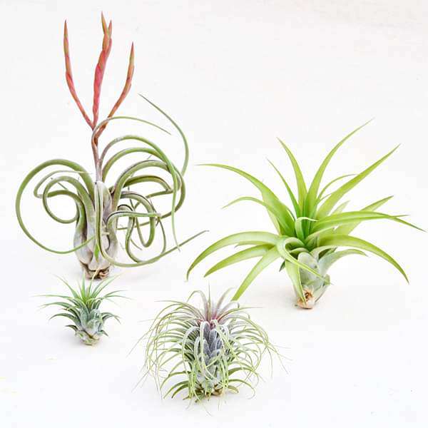 air plants in india Buy Best 4 Elegant Air Plants Pack online from Nurserylive at lowest price