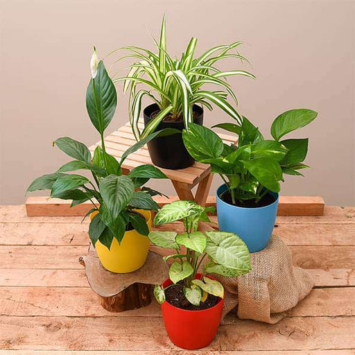 best 4 plants to kill indoor pollution 