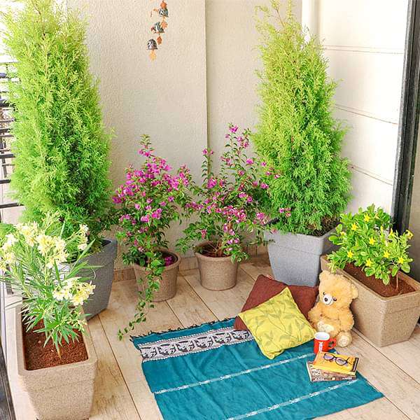 charming flowering and foliage plants for a garden in balcony 
