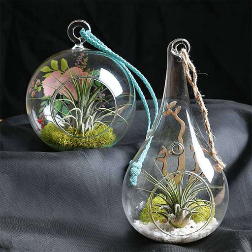 combo of 2 air plants with mesmerizing elements 
