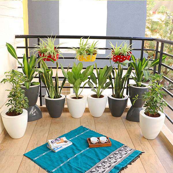 house plants for balcony Buy Evergreen Foliage Plants for Easy Balcony Gardening online from Nurserylive at lowest price