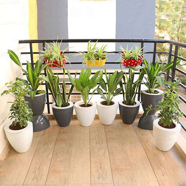 small pot plants for balcony Buy Evergreen Foliage Plants for Easy Balcony Gardening online from Nurserylive at lowest price