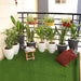 evergreen foliage plants for easy balcony gardening 