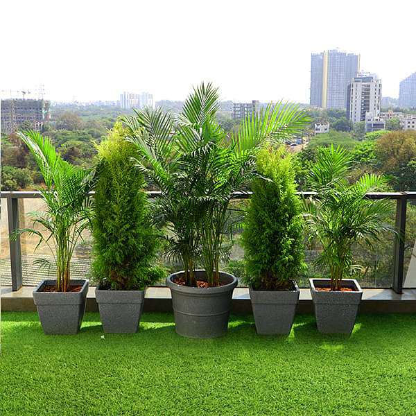 evergreen plants for terrace garden 