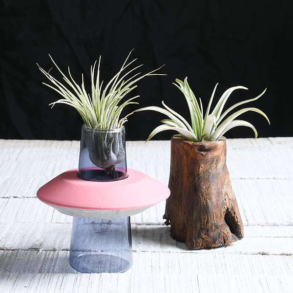 everlasting air plant combo for decorating spaces 