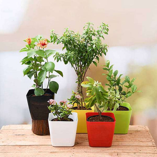 happy holi colorful plants pack 