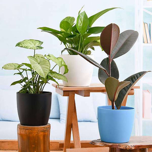 Buy Low Maintenance Indoor Plants for Home Decoration online from ...