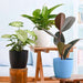 low maintenance indoor plants for home decoration 