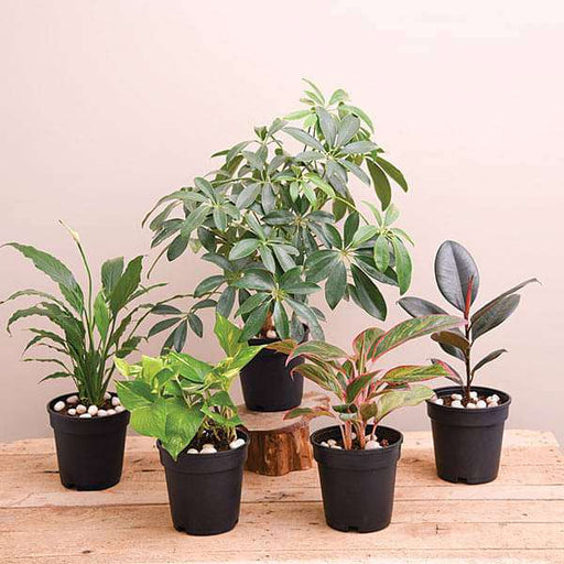 nasa top 5 indoor plants for oxygen 
