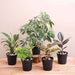 nasa top 5 indoor plants for oxygen 