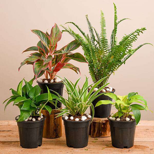 natural air purifier plants for summer cooling 