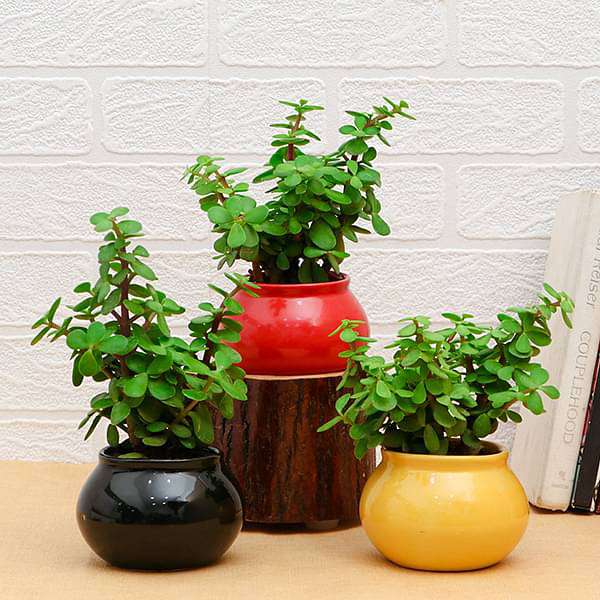 jade plant in hyderabad Buy Pack of 3 Good Luck Jade Plants in Ceramic Pots online from Nurserylive at lowest price
