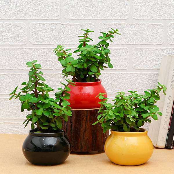 set of 3 good luck jade plants in ceramic pots 