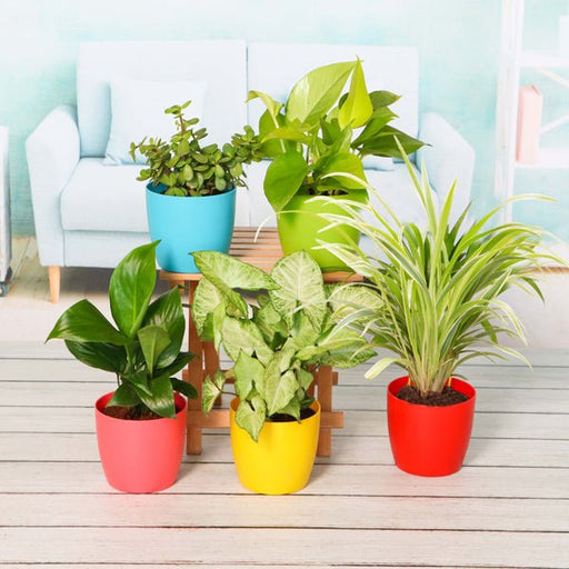 plant pack for healthy home - office