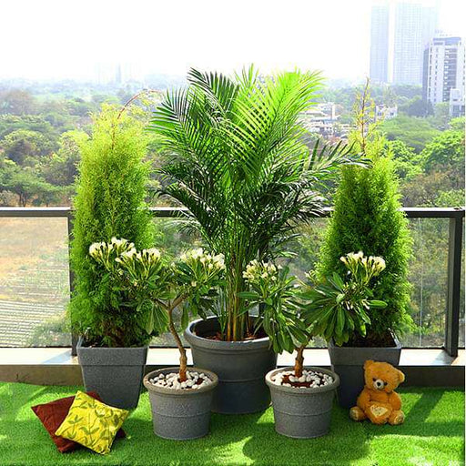 outdoor house plant Buy Popular Outdoor Plants for Gardening on Terrace online from Nurserylive at lowest price