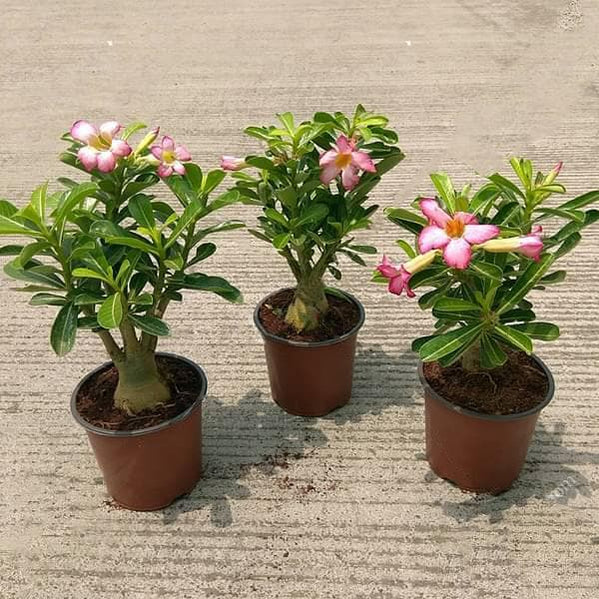 Buy Adenium Plants online from Nurserylive at lowest price.