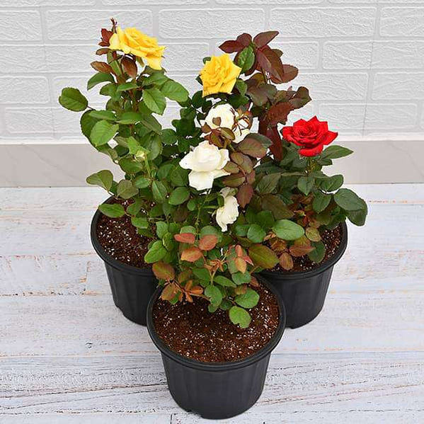 Buy Rose Plants online from Nurserylive at lowest price.