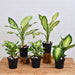 set of 5 dieffenbachia for indoor plant decoration 