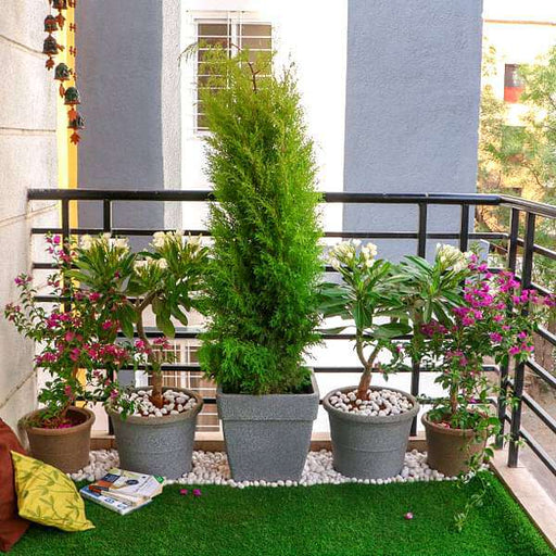 small apartment sunny balcony garden 