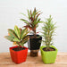 top 3 croton plants pack 