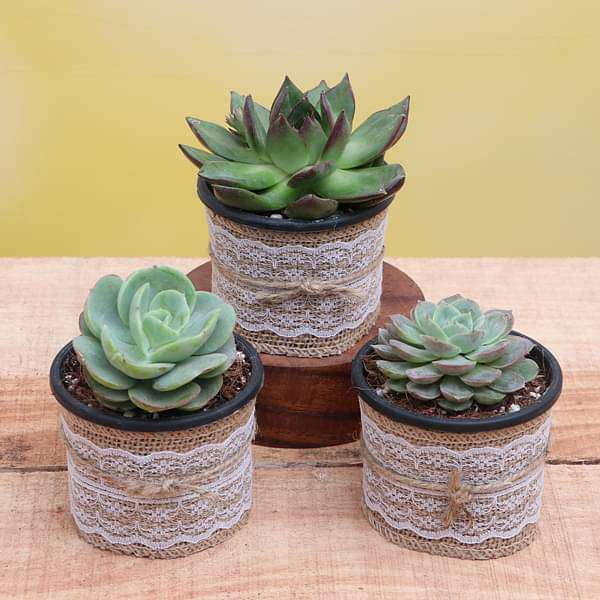 buy exotic succulents Buy Top 3 Exotic Succulents Plant Pack online from Nurserylive at lowest  price